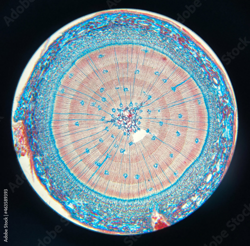 microscopic photo of plant stem structure photo