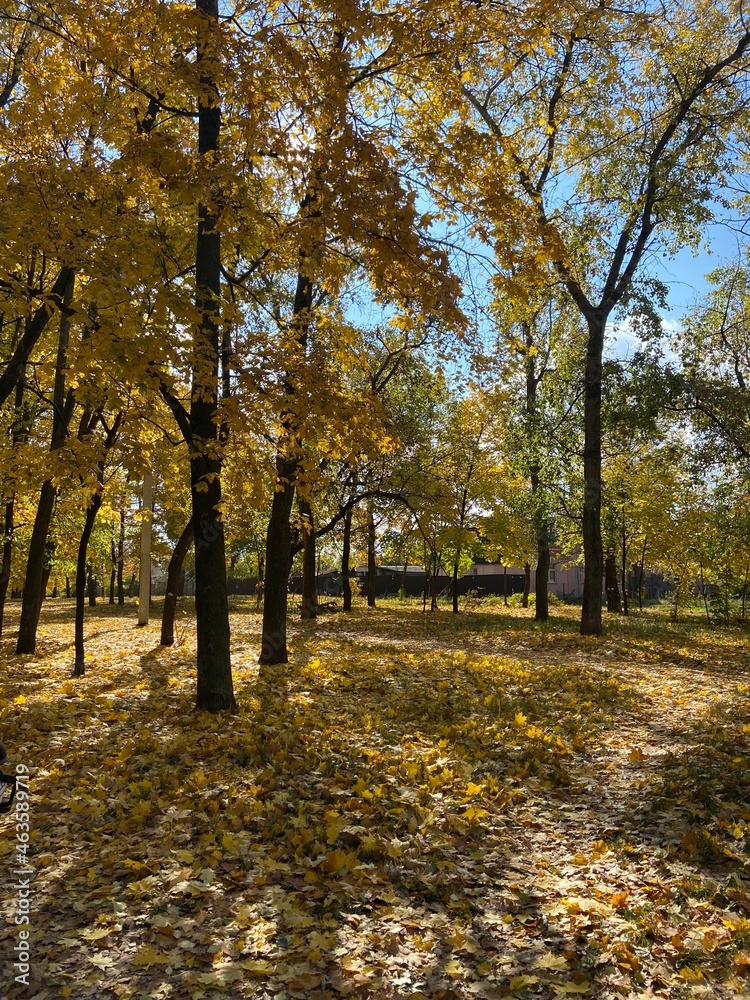 autumn in the park autumn in the park