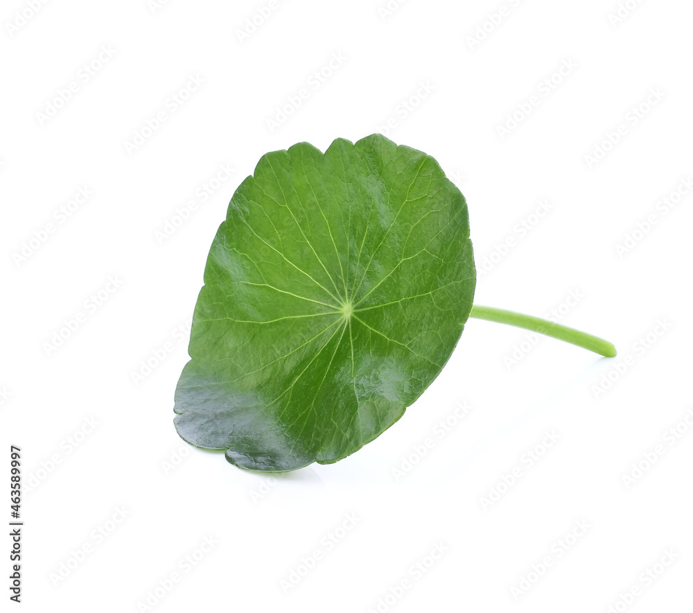 Obraz premium Asiatic Leaf Herb gotu kola, indian pennywort, centella asiatica, tropical herb isolated on white background. ayurveda herbal medicine inhibited or slowed growth of cancer cells Help prevent cancer