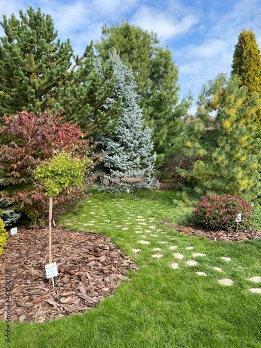 stone path in the forest among the trees