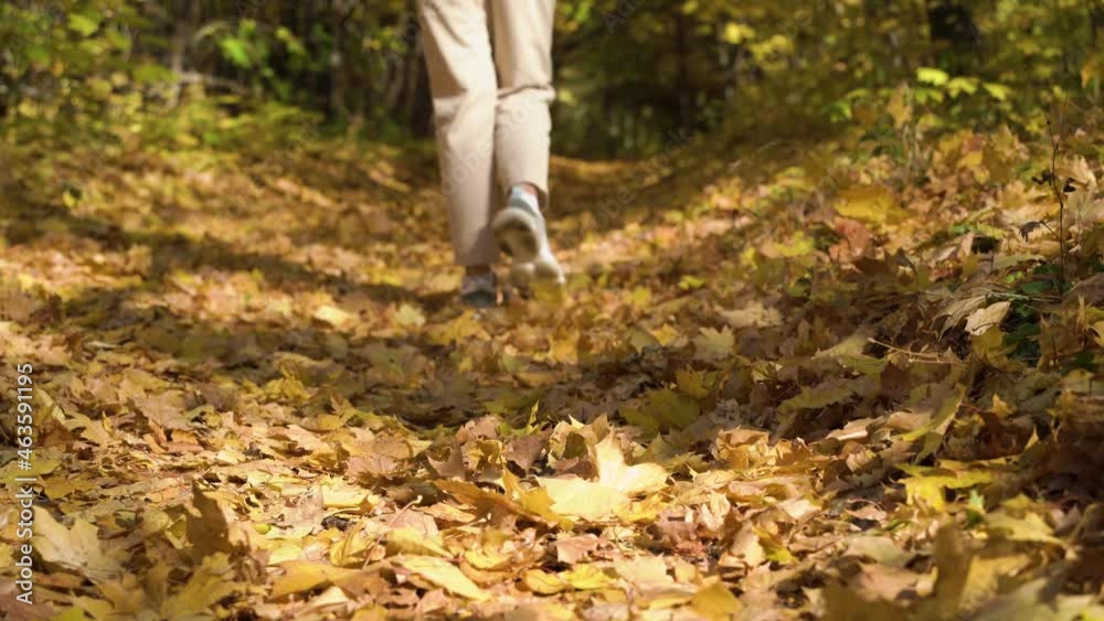 Low angle view of female legs in sneakers walking on golden fallen leaves along a path in the forest. Close up view of a girl walking in the wild on a sunny day. Low angle view of female legs in sneakers walking on golden fallen leaves along a path in the forest. Close up view of a girl walking in the wild on a sunny day.