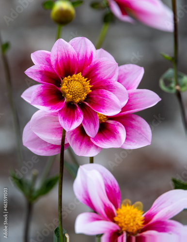 close up of pink flower