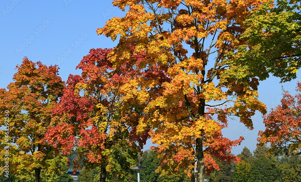 Naklejka premium automne coloré