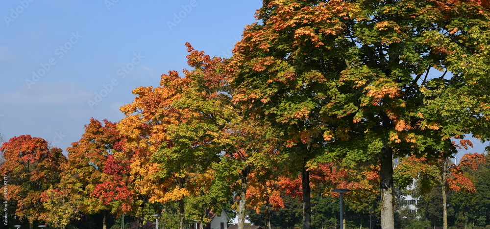 Naklejka premium automne coloré