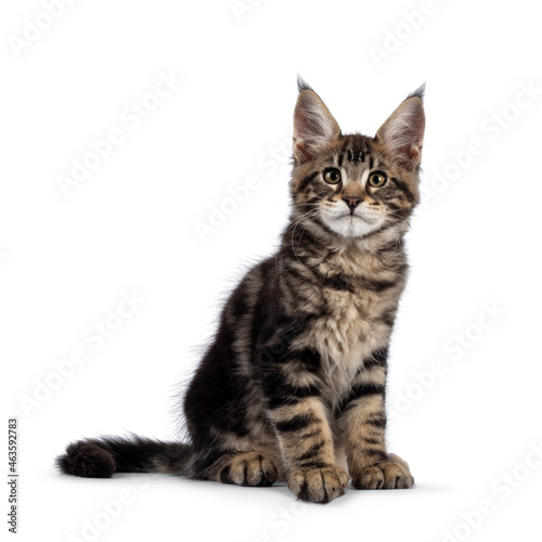 Beautiful Maine Coon cat kitten, sitting side ways. Looking curious towards camera. Isolated on a white background.