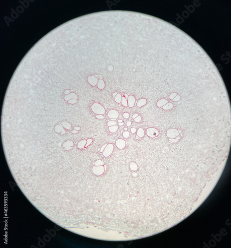 microscopic photo of Ipomoea aquatica root photo