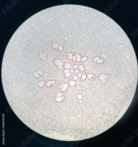 plant tissue under microscope photo