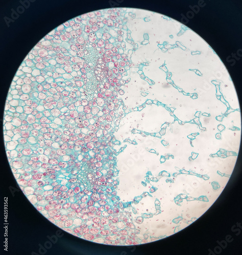 microscopic photo of nymphaea aquatic stem