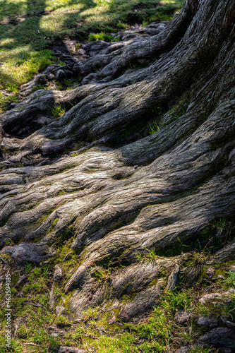 Close focus on dry roots of old tree with sunlight.