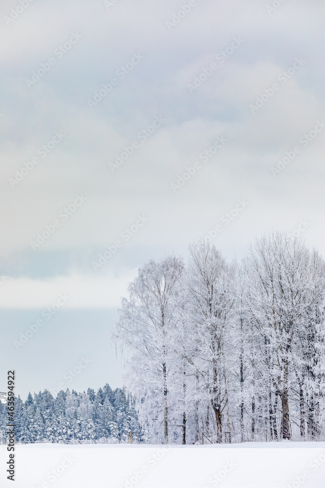 Magical winter landscape. Snow cowered trees. Winter in Finland