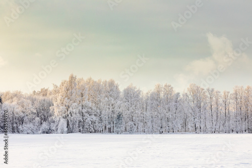 trees in the snow © Artem