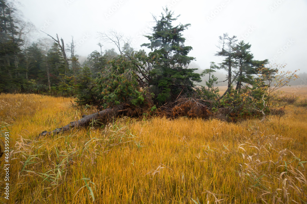 Obraz premium 倒れた巨木