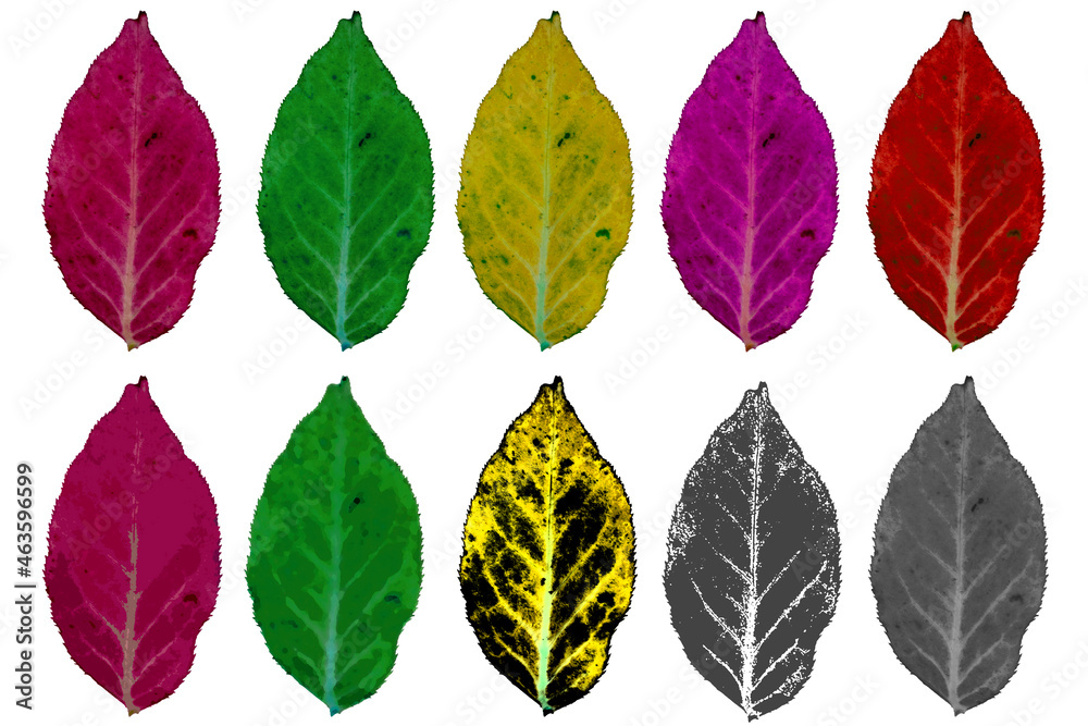 Obraz premium 나뭇잎 리소스, bladresurser, 葉のリソース, leaf resources