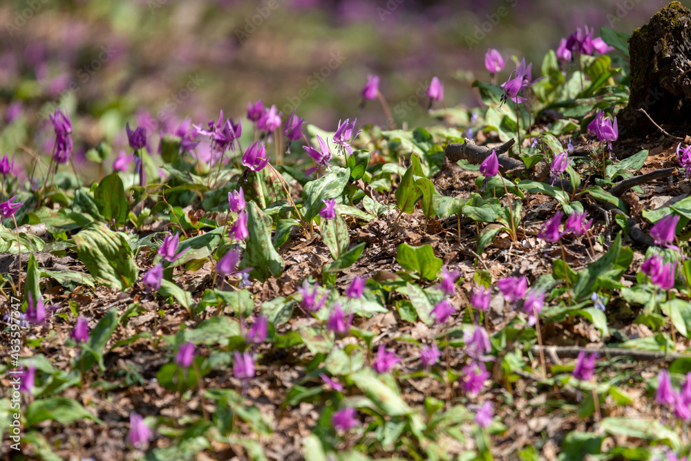 カタクリの花が咲く里山風景/石川県金沢市 カタクリの花が咲く里山風景/石川県金沢市
