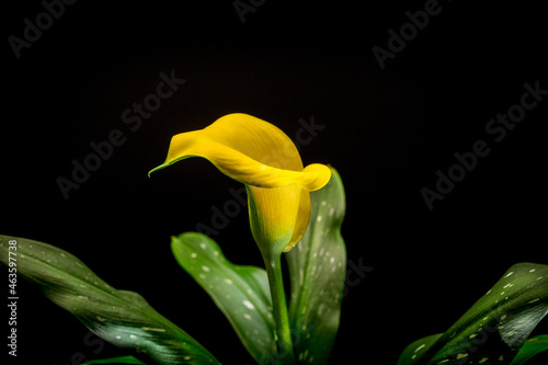 Calla flower Zantedesc is yellow and green leaves in a pot. On a black background