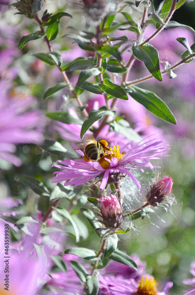 bee on flower bee on flower