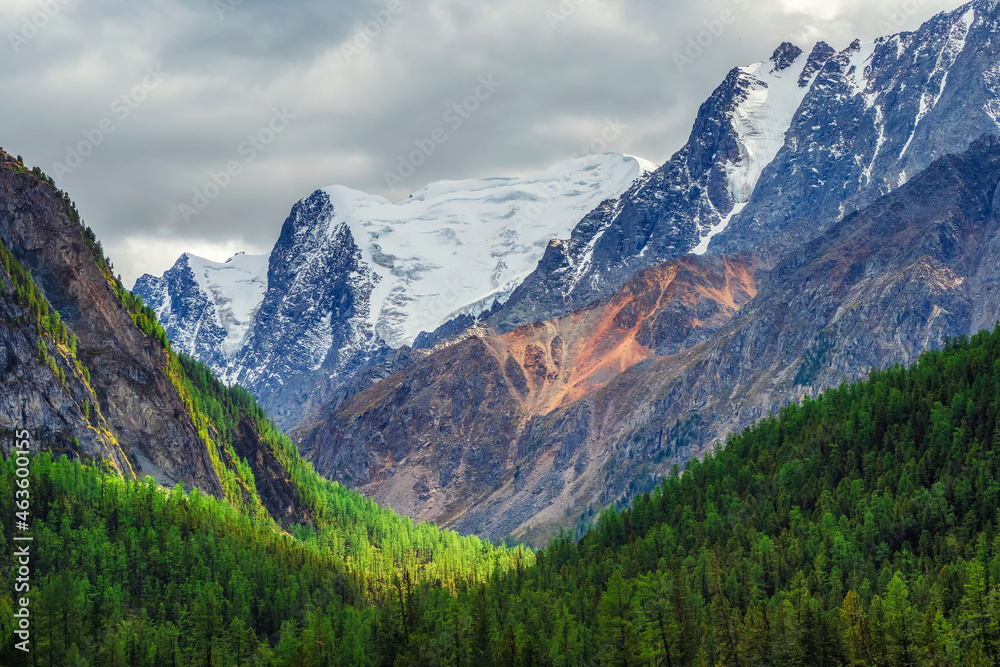 Dramatic rainy alpine landscape with green forest and snow sharp pinnacle in low clouds. Pointed rocks in overcast weather. Atmospheric awesome view to pointy mountain in low clouds.