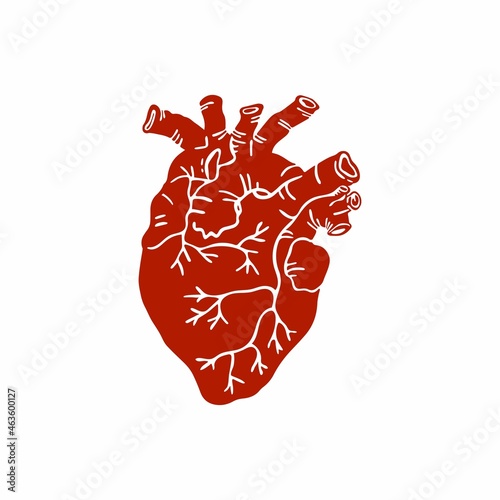 Vector illustration of a human heart. Anatomical heart isolated on white background. 