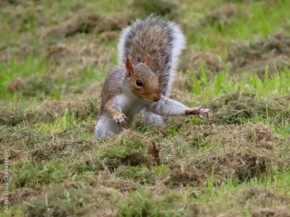 Eastern gray squirrel or Sciurus carolinensis on a mowed lawn digging a hole for his stash of hidden food Eastern gray squirrel or Sciurus carolinensis on a mowed lawn digging a hole for his stash of hidden food