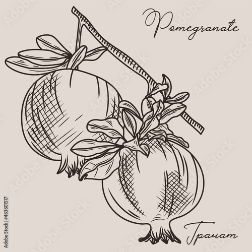 A sketch of a pomegranate. Illustration of pomegranate fruits and leaves on a branch.