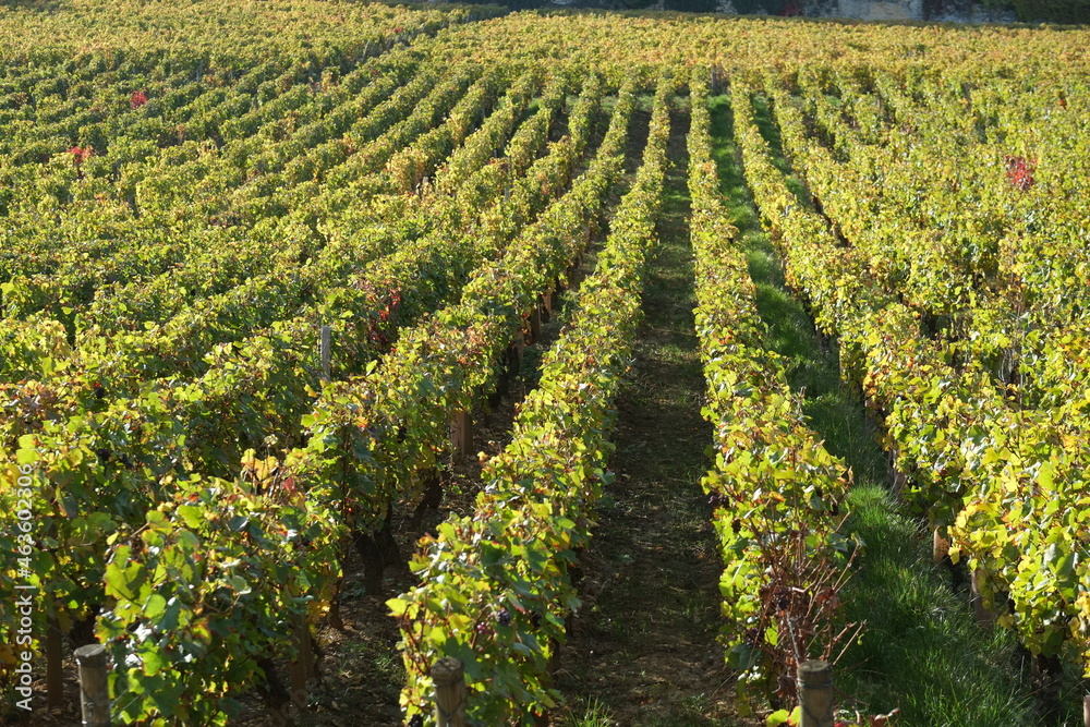The vineyards in autumn near Morey village. Burgundy, France, october 2021.
