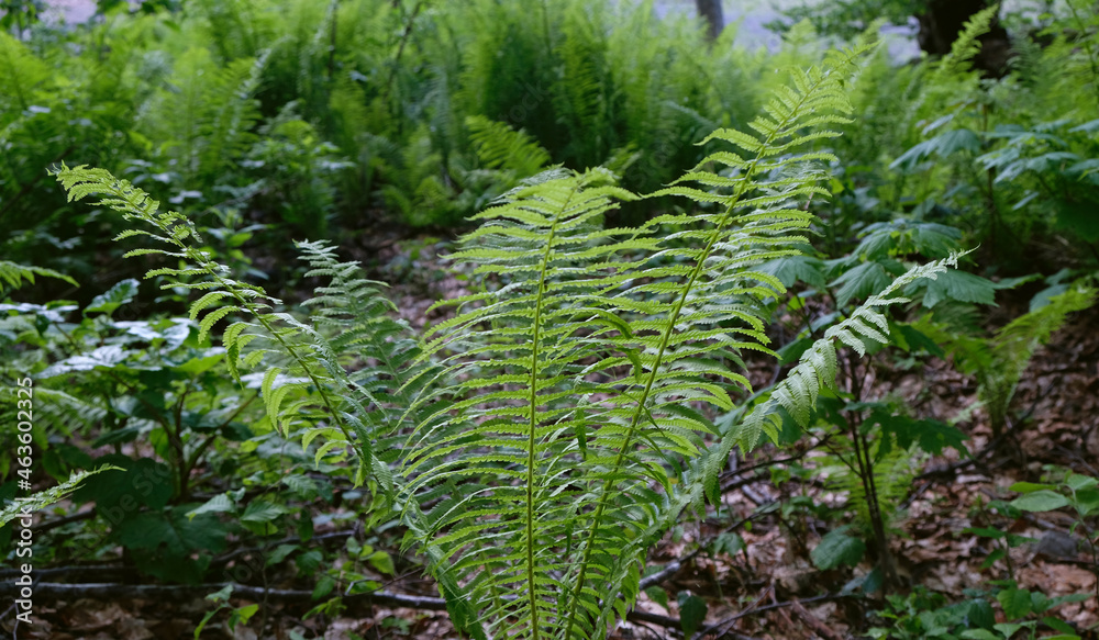 Fototapeta premium Young shoots of ferns illuminated by sunlight. Beautiful close-up view of fresh green young wild ferns plantation bud in spiral form with shallow depth of field in the forest. Selective focus.