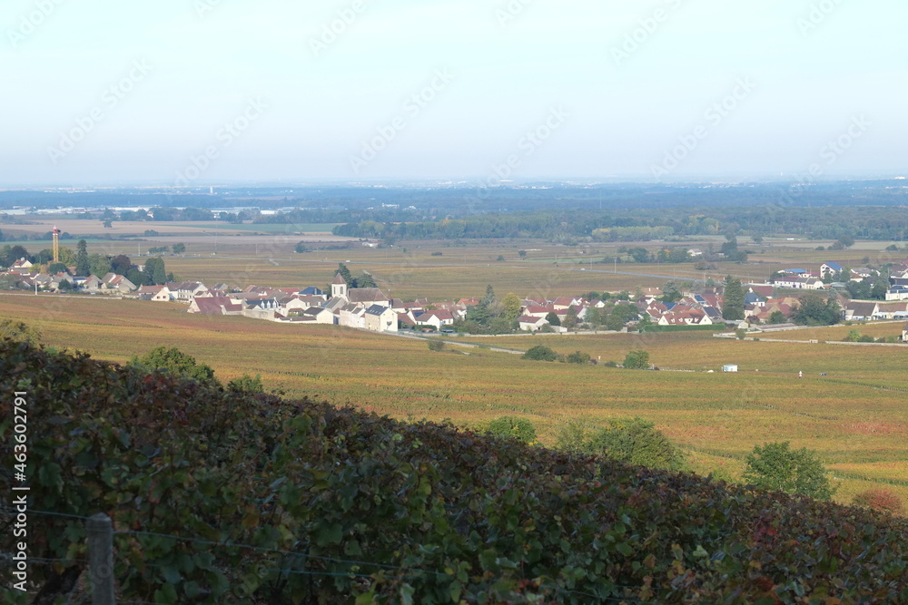 Obraz premium Some vineyards at Chambolle-Musigny in autumn.