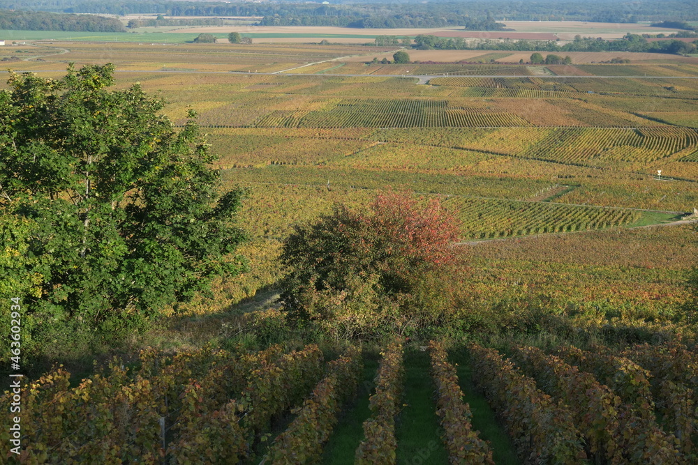 Some vineyards at Chambolle-Musigny in autumn.