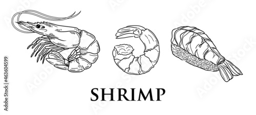 Vector shrimp hand drawn sketch . Sketch vector food illustration. Vintage style