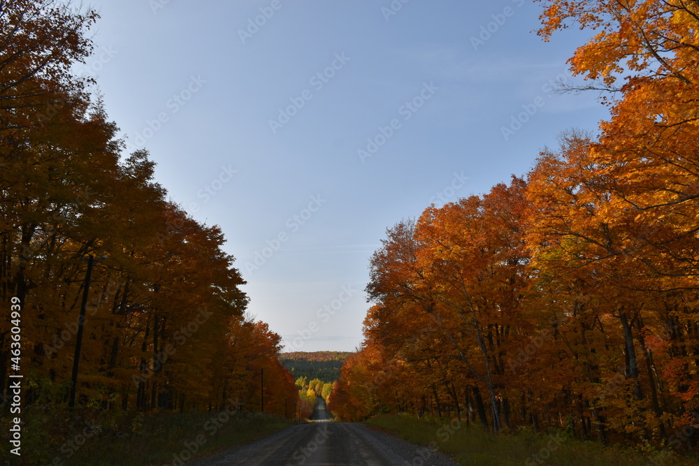 Obraz premium The maple road in autumn, Sainte-Lucie, Québec, Canada
