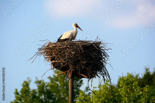 Wallpaper Mural Stork in the nest in a naturalistic park in Piedmont.