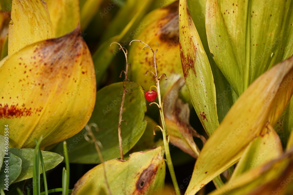 close up of a flower