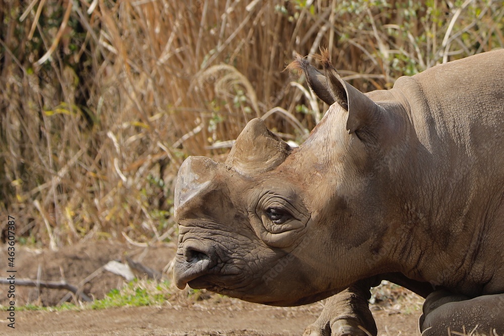 Fototapeta premium rhino in the wild