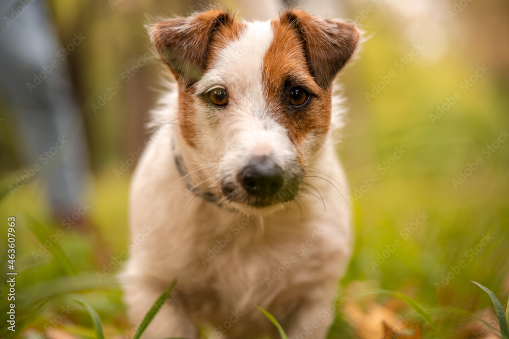 Jack russell terrier dog with a lot of yellow and red autumn leaves around. Happy dog face close up Jack russell terrier dog with a lot of yellow and red autumn leaves around. Happy dog face close up
