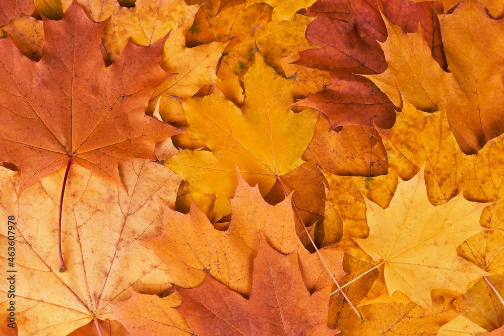 Fallen multicolored bright maple leaves, autumn background.