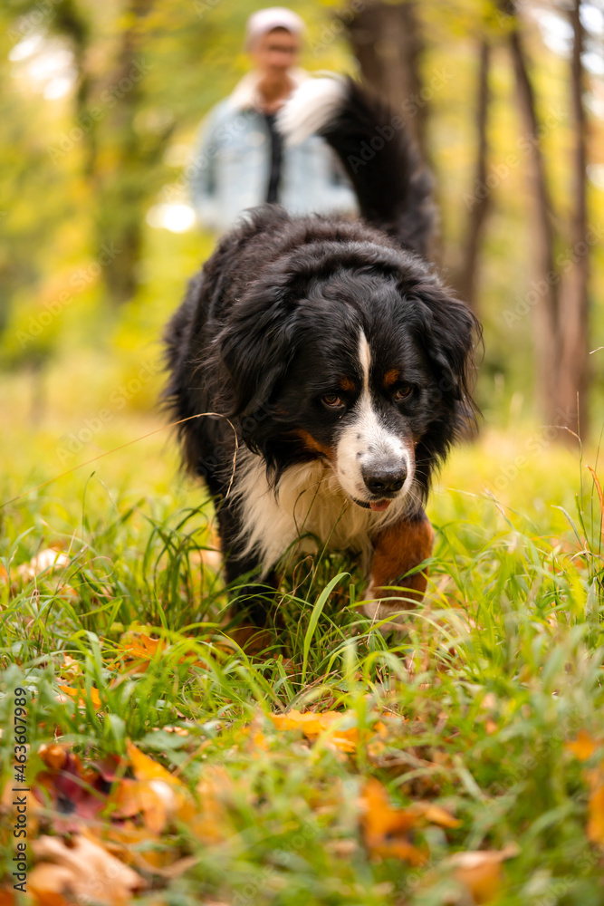 Bernese mountain dog with a lot of yellow autumn leaves around. Dog walk in the park on the fall Bernese mountain dog with a lot of yellow autumn leaves around. Dog walk in the park on the fall