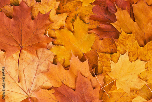 Fallen multicolored bright maple leaves, autumn background.