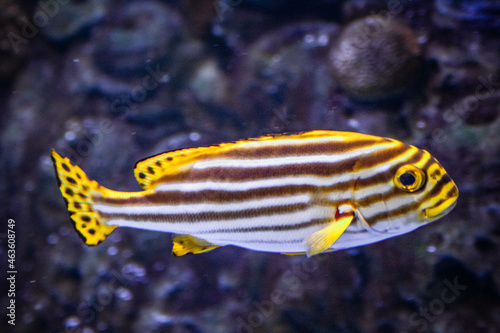 Photography Indian ocean oriental sweetlips (plectorhinchus vittatus) swimming underwater