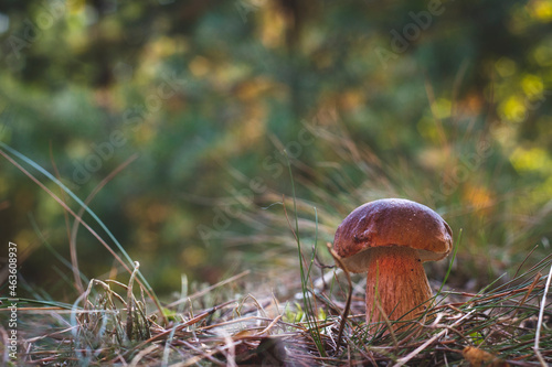 edible cep mushroom grow in coniferous forest