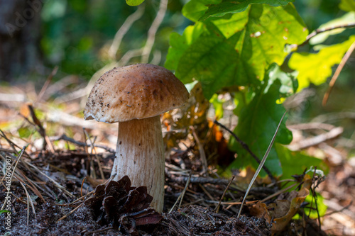 edible cep mushroom grow in wood