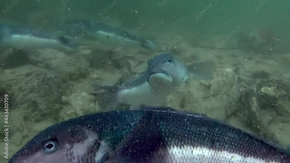 Underwater landscape video in water of New Zealand in Pacific Ocean and floating around inhabitants of the seas. Amazing, beautiful marine life world of sea creatures. Underwater landscape video in water of New Zealand in Pacific Ocean and floating around inhabitants of the seas. Amazing, beautiful marine life world of sea creatures.