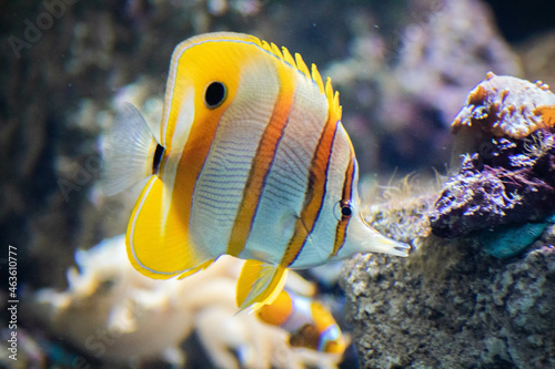 Copperband butterflyfish (chelmon rostratus) swimming underwater photo