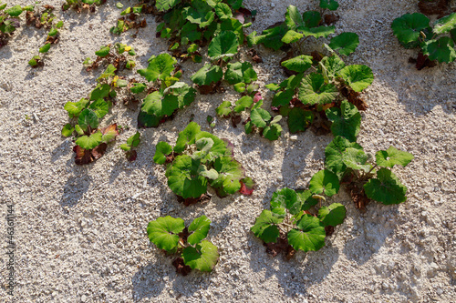 Plants on rocks in the wild. Nature background with copy space for text