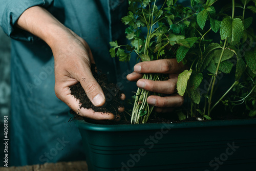 Photos young man replants a parsley plant
