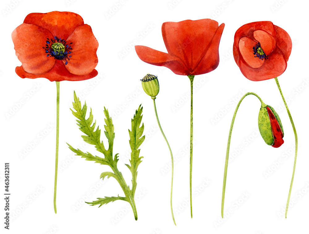 Obraz premium Watercolor clip art. Red poppies, bud and leaves. Spring flowers.