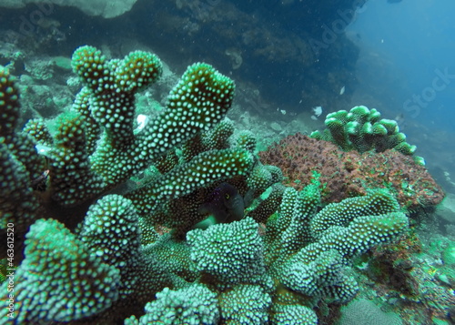 Colorful coral on the reef in Fiji