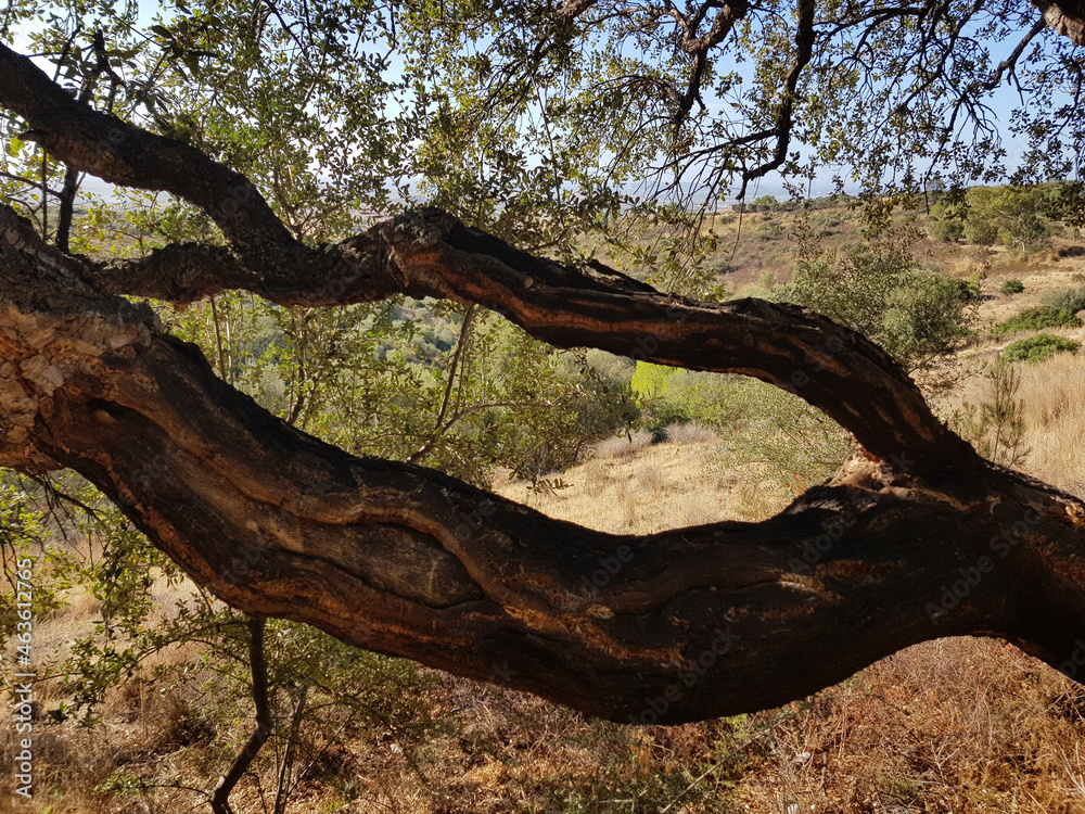 Albero