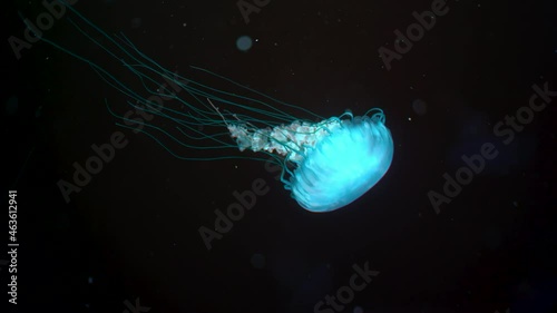 Beautiful jellyfish swimming process details, shot of swimming underwater with black background. Amazing nature, nettle medusa with long tentacles. Calming beautiful footage.