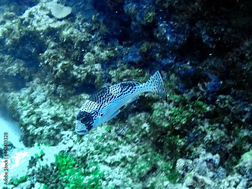 Spotted fish on the reef in Fiji