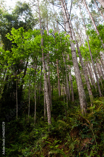 Eucalyptus plantation on mountain